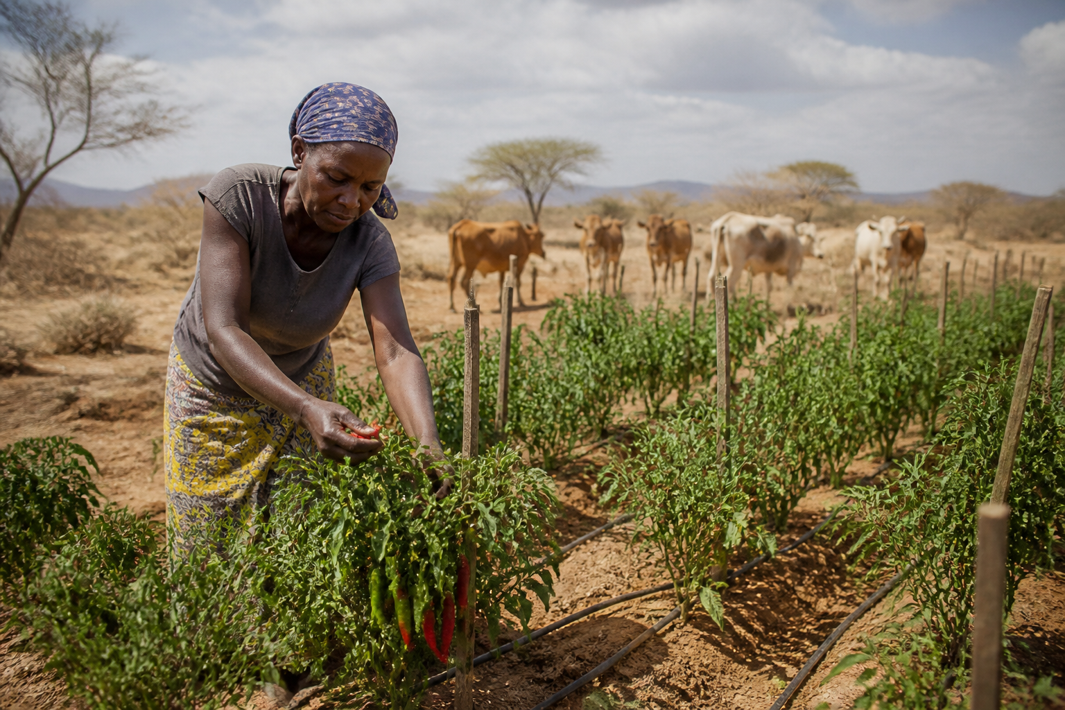 From cattle to chili: The step-by-step math of dryland crop transitions